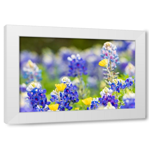 Johnson City-Texas-USA-Bluebonnet wildflowers in the Texas Hill Country White Modern Wood Framed Art Print by Wilson, Emily M.