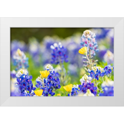 Johnson City-Texas-USA-Bluebonnet wildflowers in the Texas Hill Country White Modern Wood Framed Art Print by Wilson, Emily M.