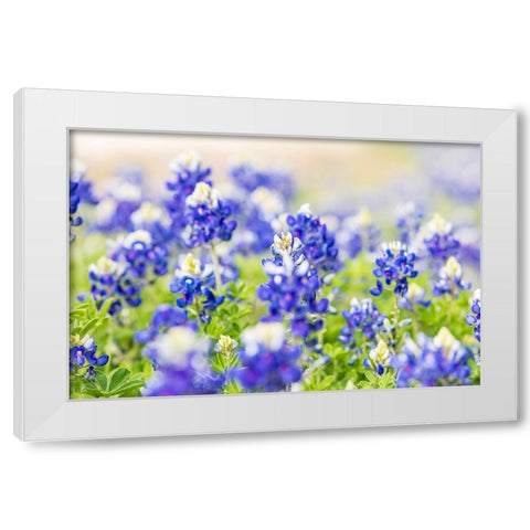 Johnson City-Texas-USA-Bluebonnet wildflowers in the Texas Hill Country White Modern Wood Framed Art Print by Wilson, Emily M.