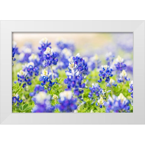 Johnson City-Texas-USA-Bluebonnet wildflowers in the Texas Hill Country White Modern Wood Framed Art Print by Wilson, Emily M.