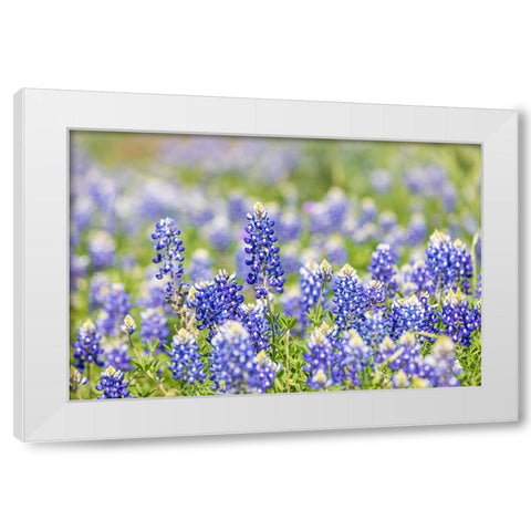 Johnson City-Texas-USA-Bluebonnet wildflowers in the Texas Hill Country White Modern Wood Framed Art Print by Wilson, Emily M.