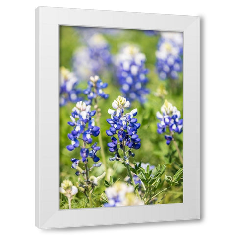 Johnson City-Texas-USA-Bluebonnet wildflowers in the Texas Hill Country White Modern Wood Framed Art Print by Wilson, Emily M.