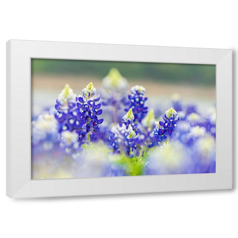 Spicewood-Texas-USA-Bluebonnet wildflowers in the Texas Hill Country White Modern Wood Framed Art Print by Wilson, Emily M.