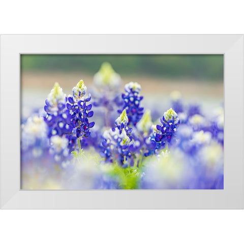 Spicewood-Texas-USA-Bluebonnet wildflowers in the Texas Hill Country White Modern Wood Framed Art Print by Wilson, Emily M.