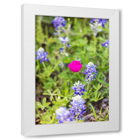 Llano-Texas-USA-Bluebonnet and Winecup wildflowers in the Texas Hill Country White Modern Wood Framed Art Print by Wilson, Emily M.