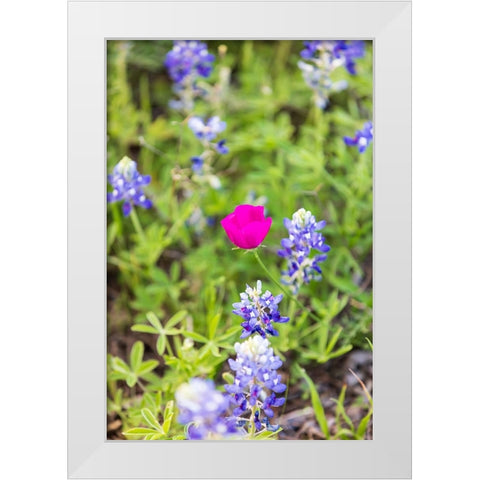 Llano-Texas-USA-Bluebonnet and Winecup wildflowers in the Texas Hill Country White Modern Wood Framed Art Print by Wilson, Emily M.
