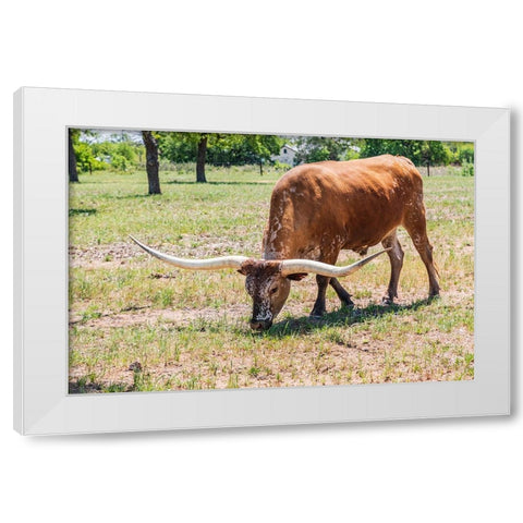Marble Falls-Texas-USA-Longhorn cattle in the Texas Hill Country White Modern Wood Framed Art Print by Wilson, Emily M.