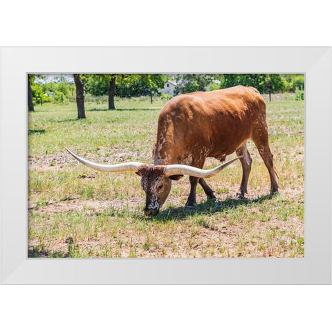 Marble Falls-Texas-USA-Longhorn cattle in the Texas Hill Country White Modern Wood Framed Art Print by Wilson, Emily M.