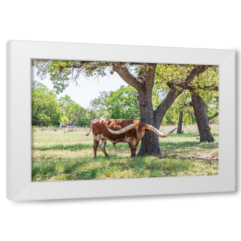 Marble Falls-Texas-USA-Longhorn cattle in the Texas Hill Country White Modern Wood Framed Art Print by Wilson, Emily M.