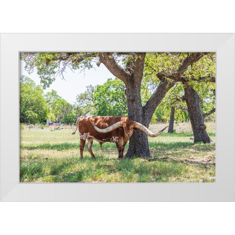 Marble Falls-Texas-USA-Longhorn cattle in the Texas Hill Country White Modern Wood Framed Art Print by Wilson, Emily M.