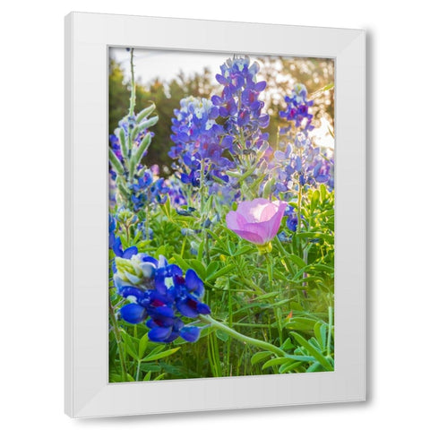 Lampasas-Texas-USA-Pink Evening Primrose and Bluebonnet wildflowers in the Texas Hill Country White Modern Wood Framed Art Print by Wilson, Emily M.