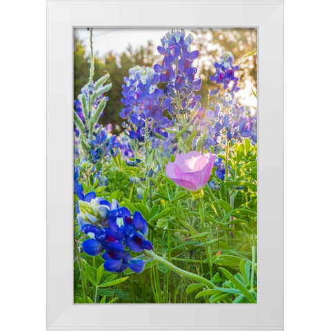 Lampasas-Texas-USA-Pink Evening Primrose and Bluebonnet wildflowers in the Texas Hill Country White Modern Wood Framed Art Print by Wilson, Emily M.