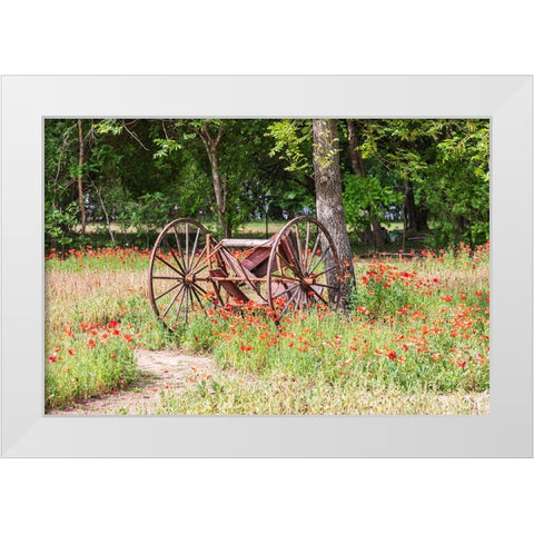 Castroville-Texas-USA-Rusted antique farm equipment in a field of poppies White Modern Wood Framed Art Print by Wilson, Emily M.