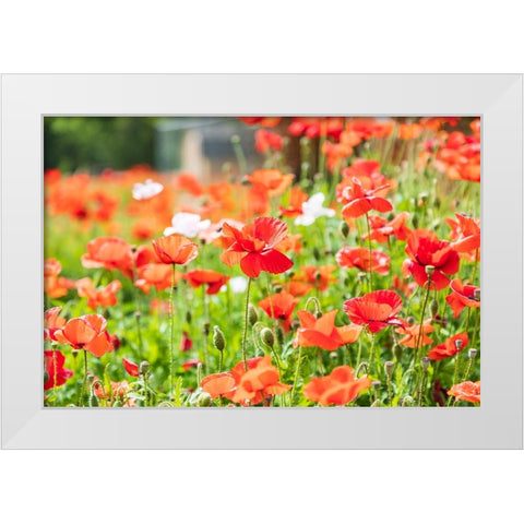 Castroville-Texas-USA-Wild poppies in the Texas Hill Country White Modern Wood Framed Art Print by Wilson, Emily M.
