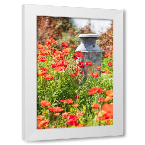 Castroville-Texas-USA-Old milk jug in poppies in the Texas Hill Country White Modern Wood Framed Art Print by Wilson, Emily M.