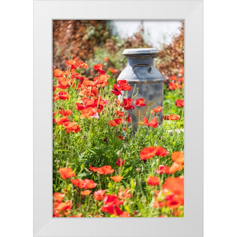 Castroville-Texas-USA-Old milk jug in poppies in the Texas Hill Country White Modern Wood Framed Art Print by Wilson, Emily M.
