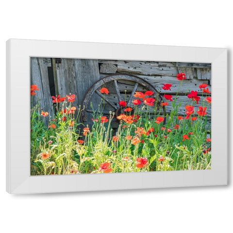 Castroville-Texas-USA-Poppies and historic buildings in the Texas Hill Country White Modern Wood Framed Art Print by Wilson, Emily M.