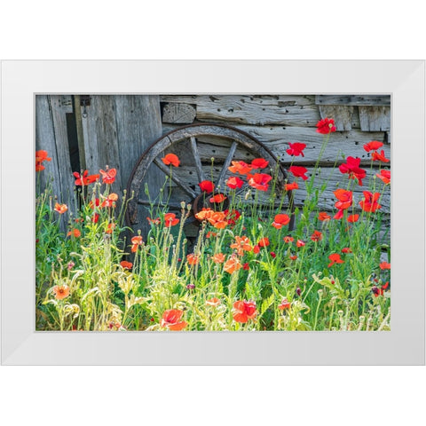 Castroville-Texas-USA-Poppies and historic buildings in the Texas Hill Country White Modern Wood Framed Art Print by Wilson, Emily M.