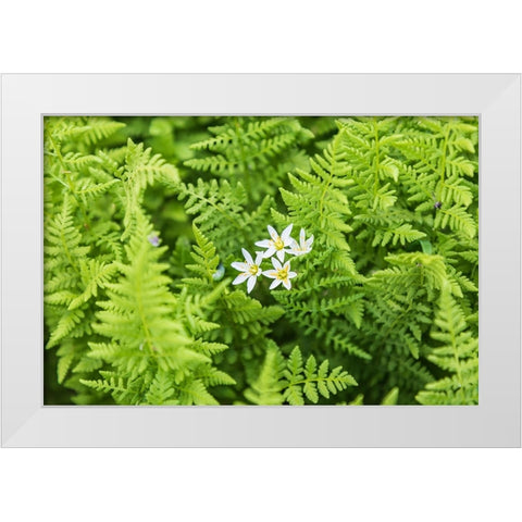 Castroville-Texas-USA-Ferns in the Texas Hill Country White Modern Wood Framed Art Print by Wilson, Emily M.