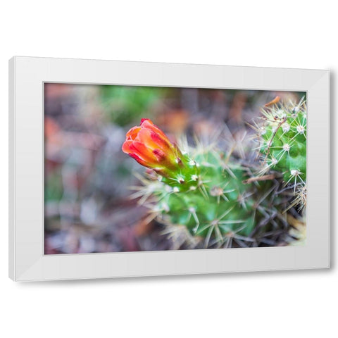 Castroville-Texas-USA-Prickly pear flower in the Texas Hill Country White Modern Wood Framed Art Print by Wilson, Emily M.