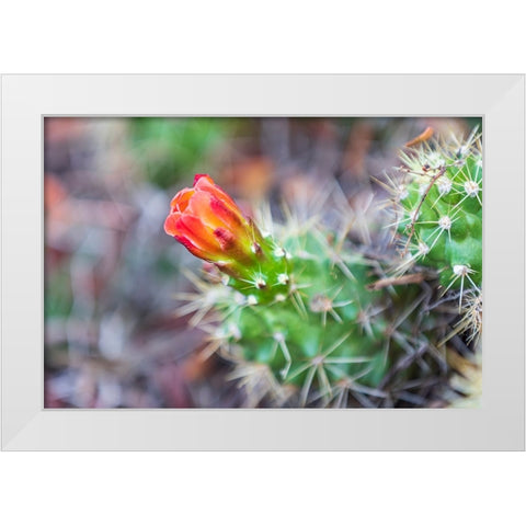 Castroville-Texas-USA-Prickly pear flower in the Texas Hill Country White Modern Wood Framed Art Print by Wilson, Emily M.