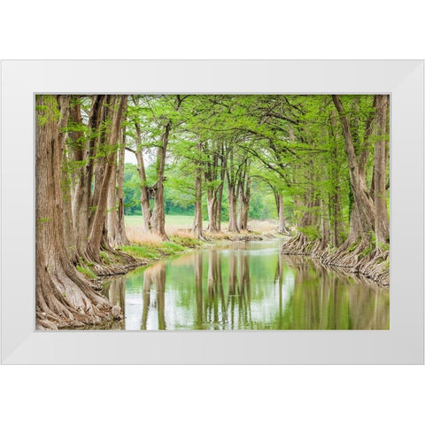 Waring-Texas-USA-Trees along the Guadalupe River in the Texas Hill Country White Modern Wood Framed Art Print by Wilson, Emily M.