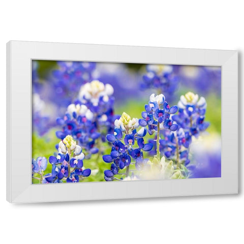 Johnson City-Texas-USA-Bluebonnet wildflowers in the Texas Hill Country White Modern Wood Framed Art Print by Wilson, Emily M.