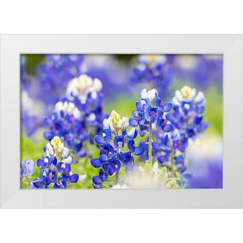 Johnson City-Texas-USA-Bluebonnet wildflowers in the Texas Hill Country White Modern Wood Framed Art Print by Wilson, Emily M.