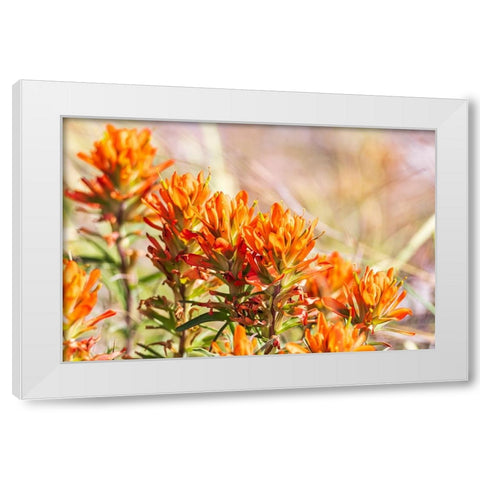 Johnson City-Texas-USA-Indian Paintbrush wildflowers in the Texas Hill Country White Modern Wood Framed Art Print by Wilson, Emily M.