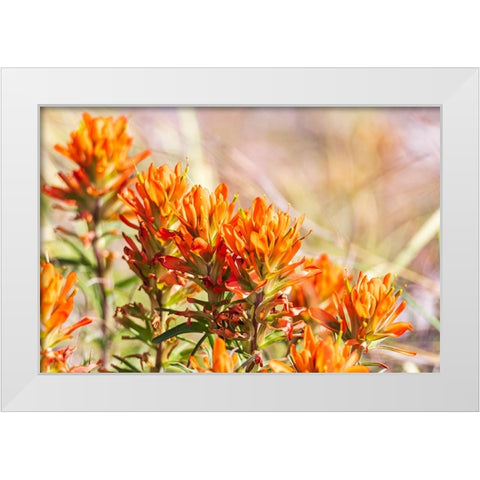 Johnson City-Texas-USA-Indian Paintbrush wildflowers in the Texas Hill Country White Modern Wood Framed Art Print by Wilson, Emily M.