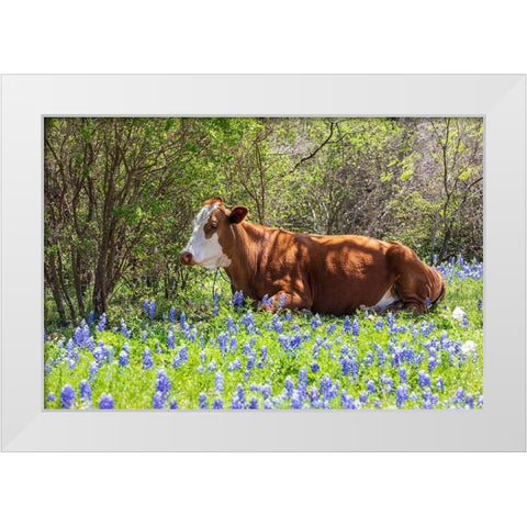 Johnson City-Texas-USA-Cow in bluebonnet wildflowers in the Texas Hill Country White Modern Wood Framed Art Print by Wilson, Emily M.