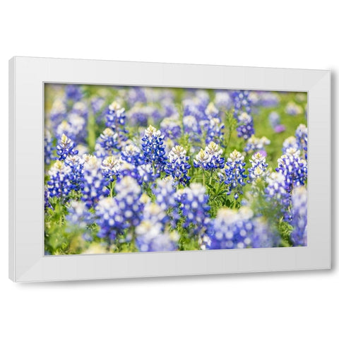 Johnson City-Texas-USA-Bluebonnet wildflowers in the Texas Hill Country White Modern Wood Framed Art Print by Wilson, Emily M.