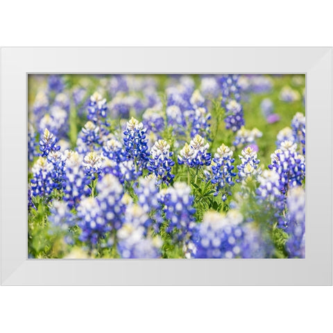 Johnson City-Texas-USA-Bluebonnet wildflowers in the Texas Hill Country White Modern Wood Framed Art Print by Wilson, Emily M.