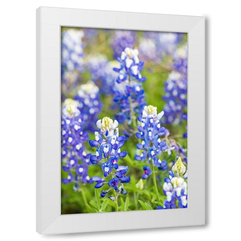 Johnson City-Texas-USA-Bluebonnet wildflowers in the Texas Hill Country White Modern Wood Framed Art Print by Wilson, Emily M.