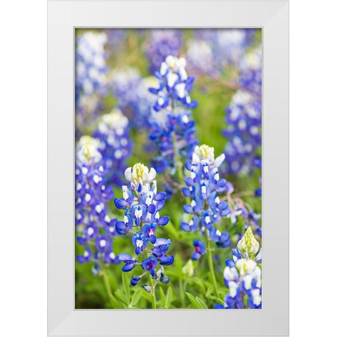 Johnson City-Texas-USA-Bluebonnet wildflowers in the Texas Hill Country White Modern Wood Framed Art Print by Wilson, Emily M.