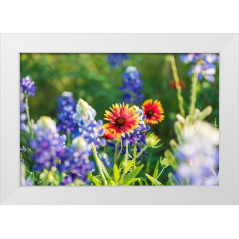 Marble Falls-Texas-USA-Bluebonnet and Indian Blanket wildflowers in the Texas Hill Country White Modern Wood Framed Art Print by Wilson, Emily M.