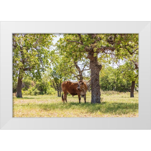 Marble Falls-Texas-USA-Longhorn cattle in the Texas Hill Country White Modern Wood Framed Art Print by Wilson, Emily M.
