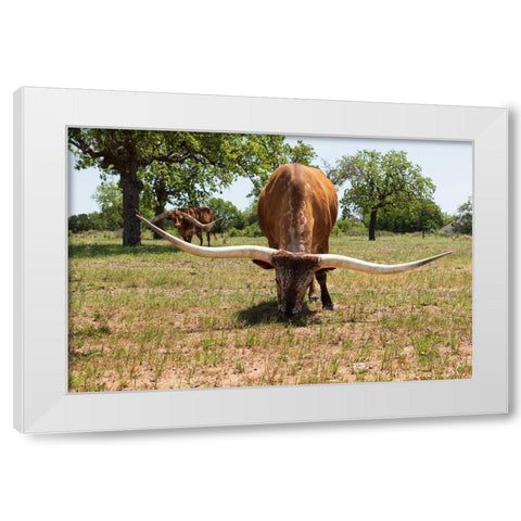 Marble Falls-Texas-USA-Longhorn cattle in the Texas Hill Country White Modern Wood Framed Art Print by Wilson, Emily M.