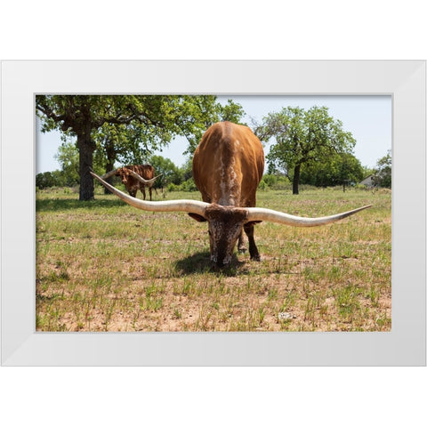 Marble Falls-Texas-USA-Longhorn cattle in the Texas Hill Country White Modern Wood Framed Art Print by Wilson, Emily M.