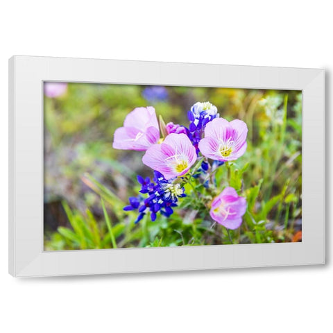 Lampasas-Texas-USA-Pink Evening Primrose and Bluebonnet wildflowers in the Texas Hill Country White Modern Wood Framed Art Print by Wilson, Emily M.