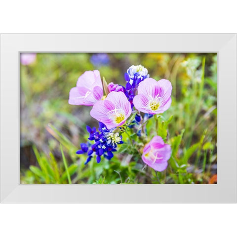 Lampasas-Texas-USA-Pink Evening Primrose and Bluebonnet wildflowers in the Texas Hill Country White Modern Wood Framed Art Print by Wilson, Emily M.