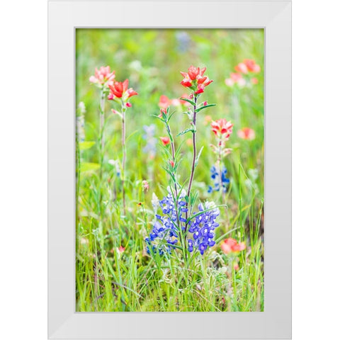 Llano-Texas-USA-Indian Paintbrush and Bluebonnet wildflowers in the Texas Hill Country White Modern Wood Framed Art Print by Wilson, Emily M.
