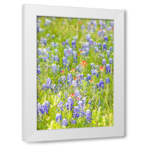 Llano-Texas-USA-Indian Paintbrush and Bluebonnet wildflowers in the Texas Hill Country White Modern Wood Framed Art Print by Wilson, Emily M.