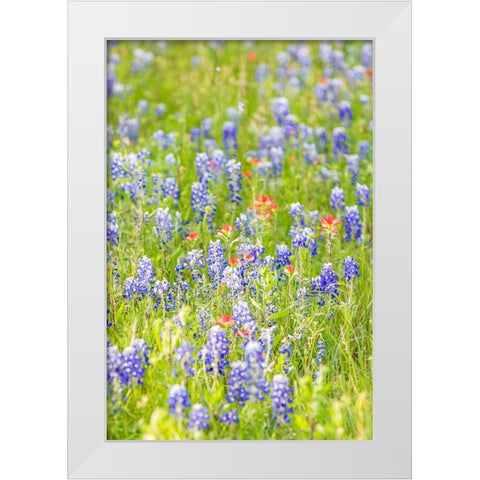 Llano-Texas-USA-Indian Paintbrush and Bluebonnet wildflowers in the Texas Hill Country White Modern Wood Framed Art Print by Wilson, Emily M.