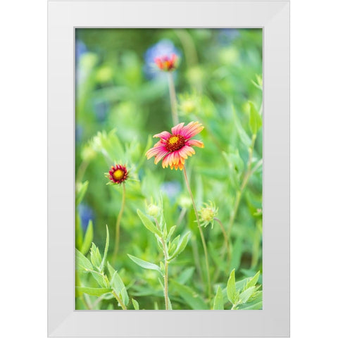 Llano-Texas-USA-Indian Blanket wildflowers in the Texas Hill Country White Modern Wood Framed Art Print by Wilson, Emily M.
