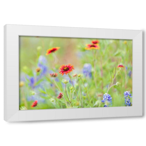 Llano-Texas-USA-Indian Blanket and Bluebonnet wildflowers in the Texas Hill Country White Modern Wood Framed Art Print by Wilson, Emily M.