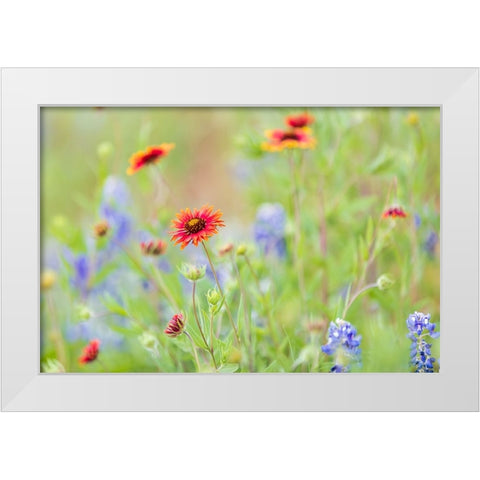 Llano-Texas-USA-Indian Blanket and Bluebonnet wildflowers in the Texas Hill Country White Modern Wood Framed Art Print by Wilson, Emily M.