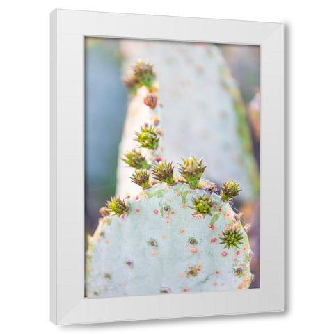 Llano-Texas-USA-Prickly pear cactus in the Texas Hill Country White Modern Wood Framed Art Print by Wilson, Emily M.