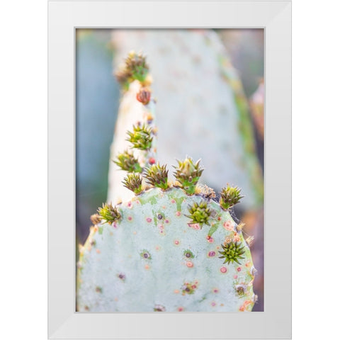 Llano-Texas-USA-Prickly pear cactus in the Texas Hill Country White Modern Wood Framed Art Print by Wilson, Emily M.