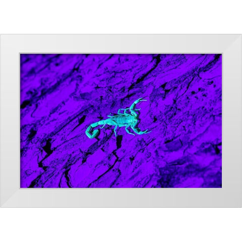Bark Scorpion (Centruroides Vittatus) on mesquite bark White Modern Wood Framed Art Print by Ditto, Larry